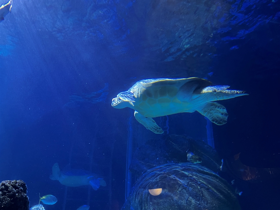 Beyond the Surface Tour at SEA LIFE Manchester
